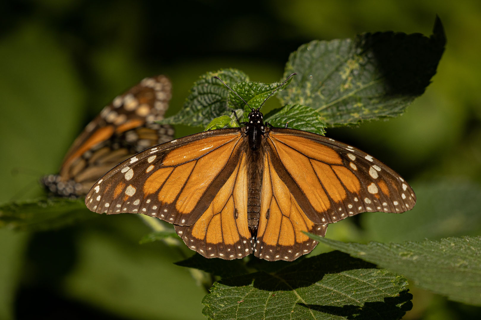 Mariposa Monarca - Michoacán, El Alma De México | Visit Michoacan - imagen 1