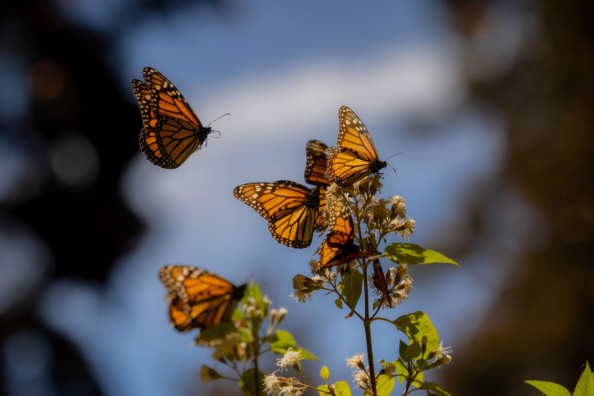 Mariposa Monarca - Michoacán, El Alma De México | Visit Michoacan - imagen 2