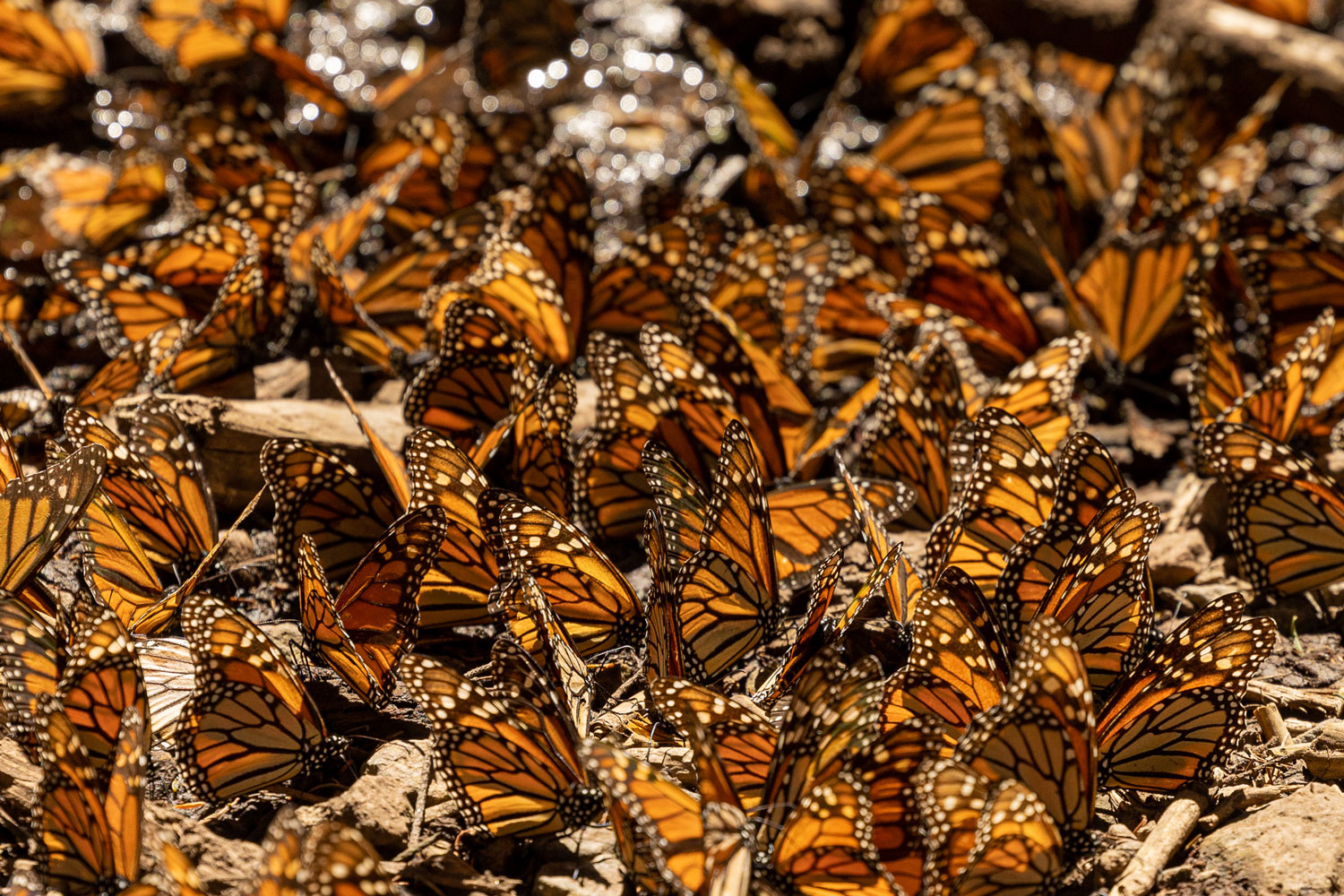 Mariposa Monarca - Michoacán, El Alma De México | Visit Michoacan - imagen 3