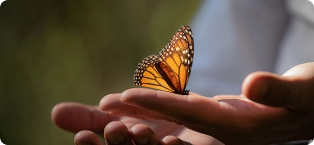 Mariposa Monarca