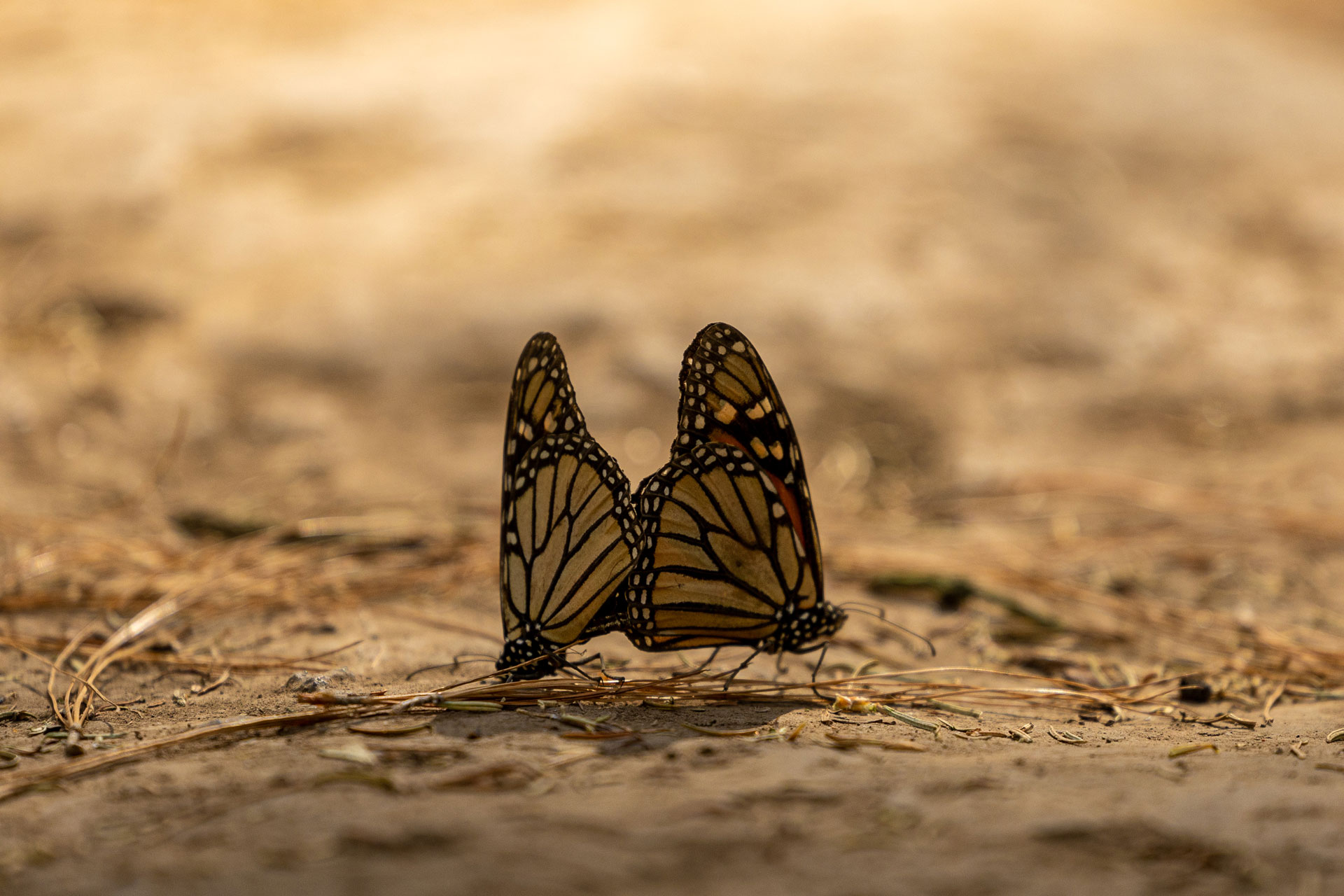 Mariposa Monarca