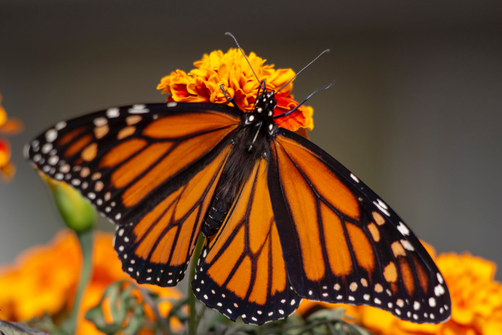 Reserva De La Biósfera Mariposa Monarca - Michoacán, El Alma De México | Visit Michoacan - imagen 1