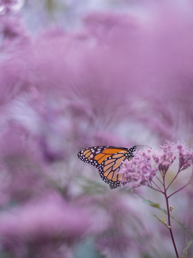 Reserva De La Biósfera Mariposa Monarca - Michoacán, El Alma De México | Visit Michoacan - imagen 2