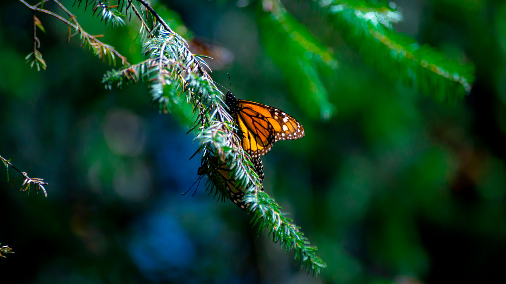 Reserva De La Biósfera Mariposa Monarca - Michoacán, El Alma De México | Visit Michoacan - imagen 3