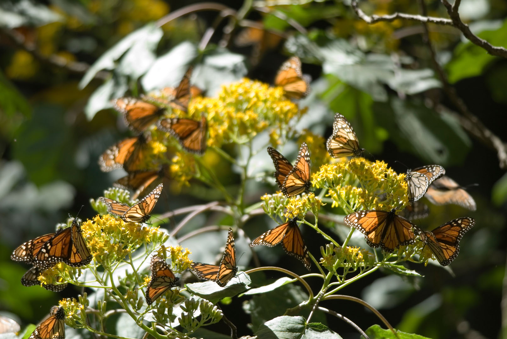 Reserva de la Biósfera Mariposa Monarca