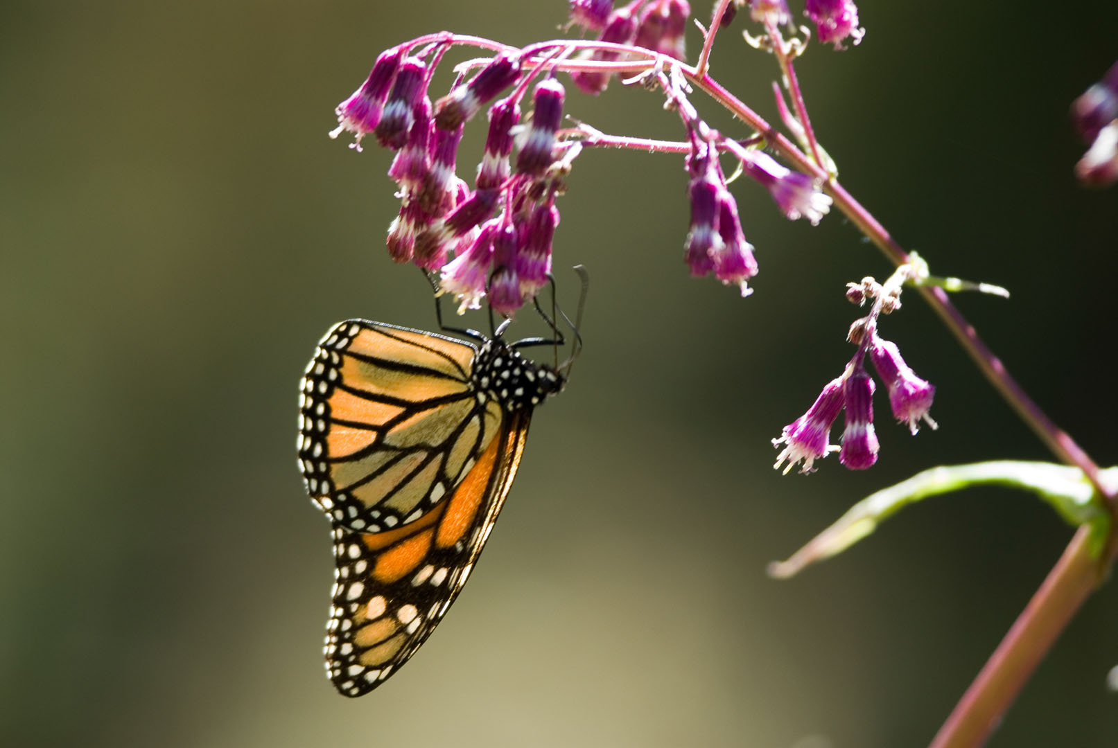 Reserva de la Biósfera Mariposa Monarca