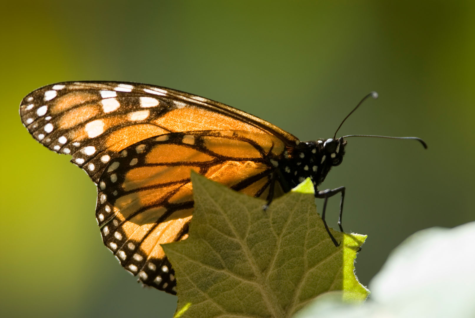 Reserva de la Biósfera Mariposa Monarca