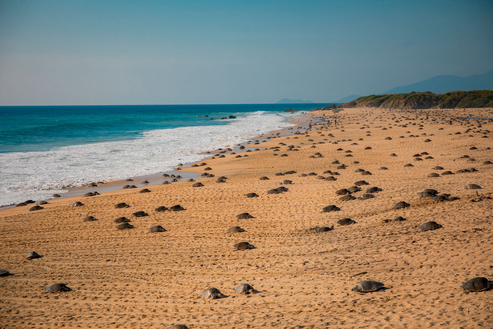 Tortugas Marinas - Michoacán, El Alma De México | Visit Michoacan - imagen 1