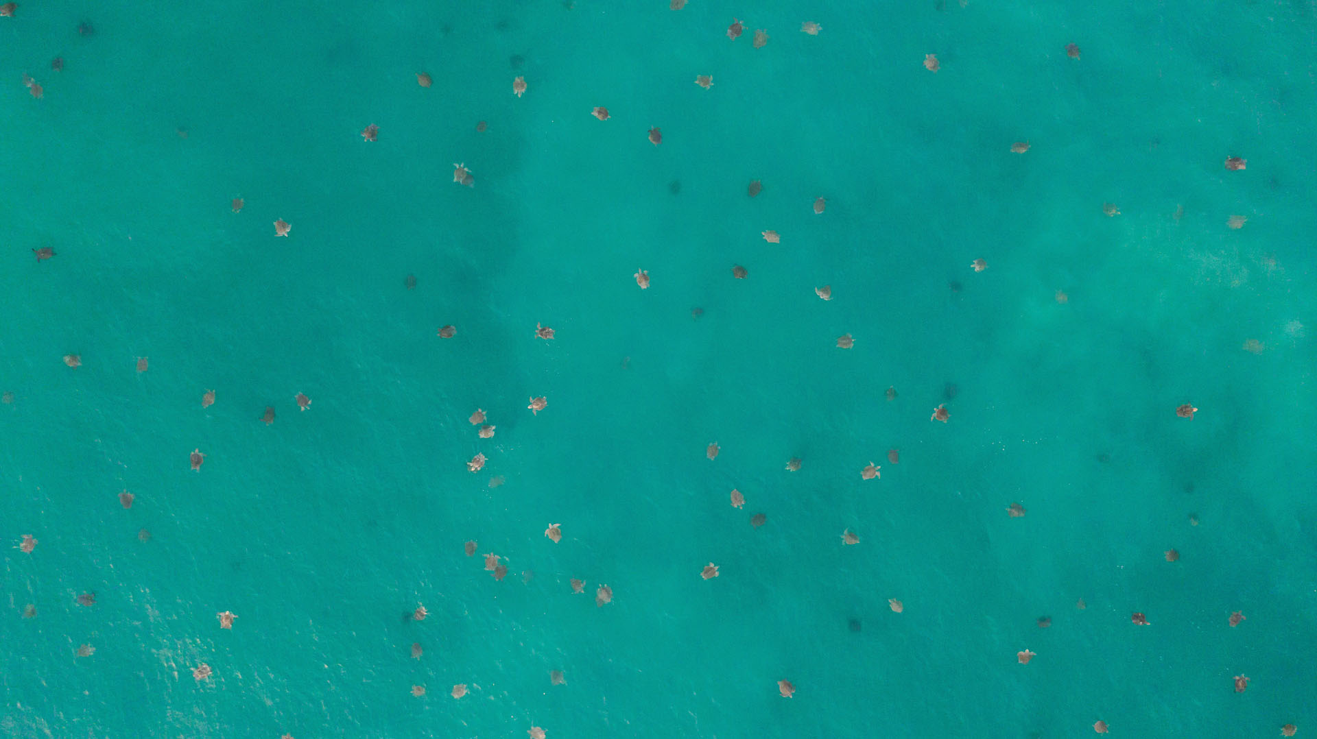 Tortugas Marinas - Michoacán, El Alma De México | Visit Michoacan - imagen 2