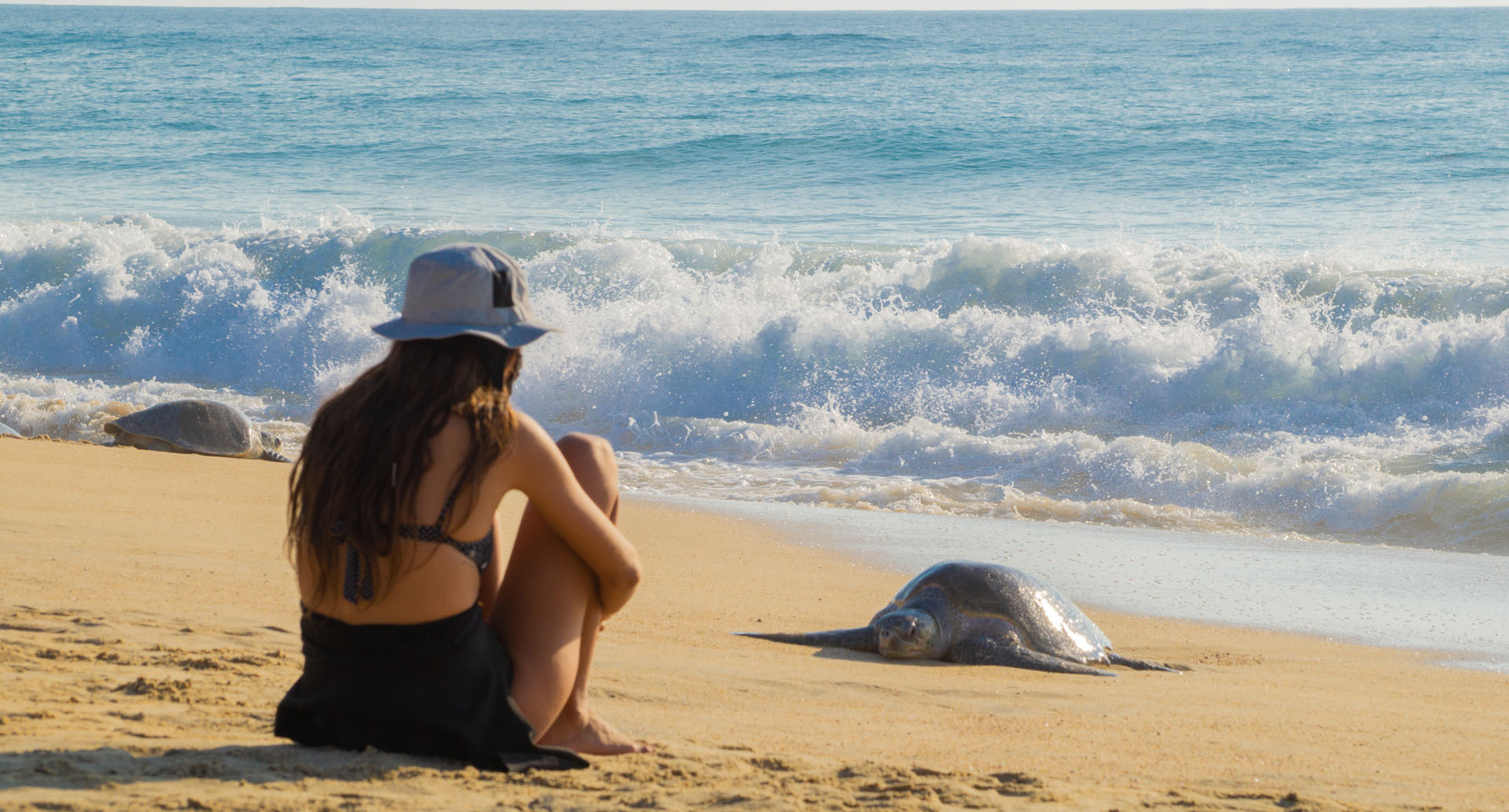 Tortuga en la playa