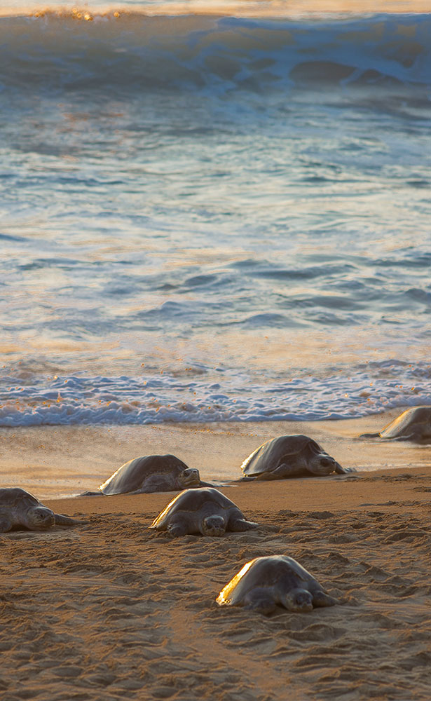 Tortuga en la playa