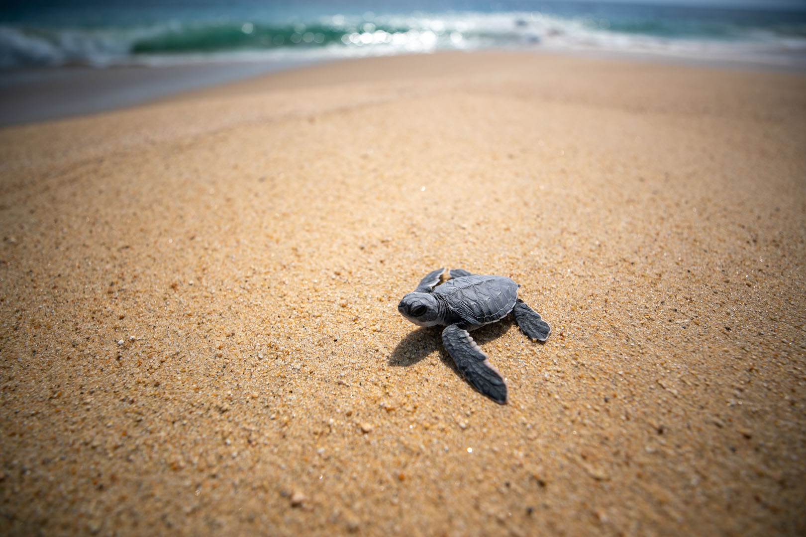 Tortuga en la playa