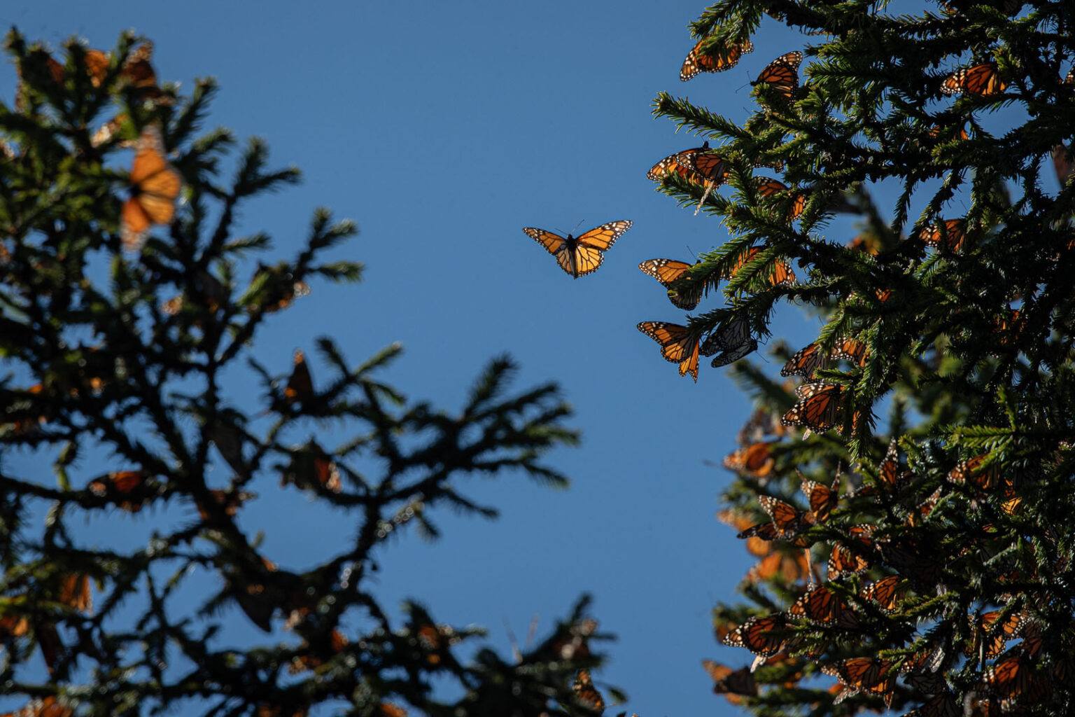 Mariposa Monarca
