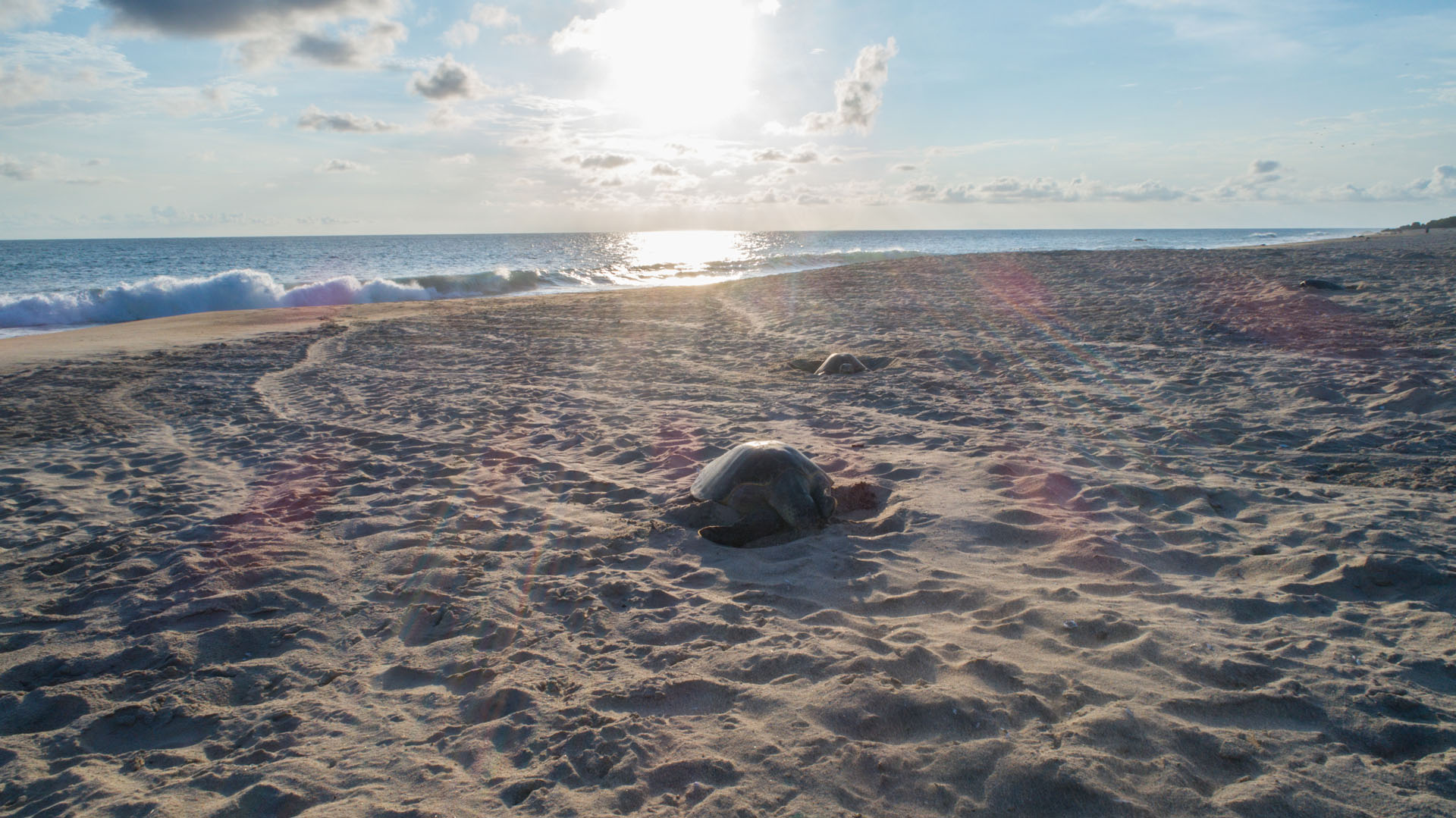 Tortuga en la playa