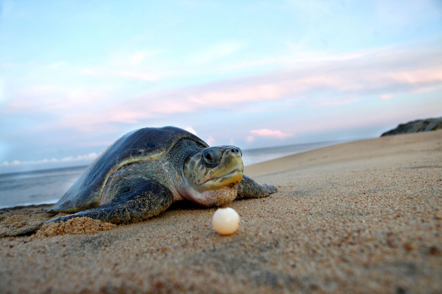 Tortuga Michoacán